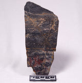 STROMATOLITE, Archean, Australia ZSL058