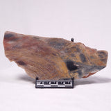 STROMATOLITE, Archean, Australia ZSL061