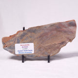 STROMATOLITE, Archean, Australia ZSL061