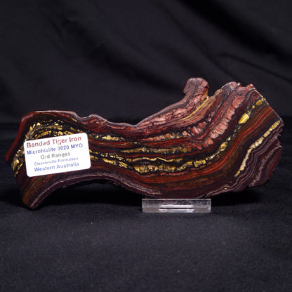 BANDED TIGER IRON MICROBIALITE, Archean, Australia ZBI050