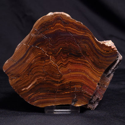 BANDED TIGER IRON MICROBIALITE, Archean, Australia ZBI061