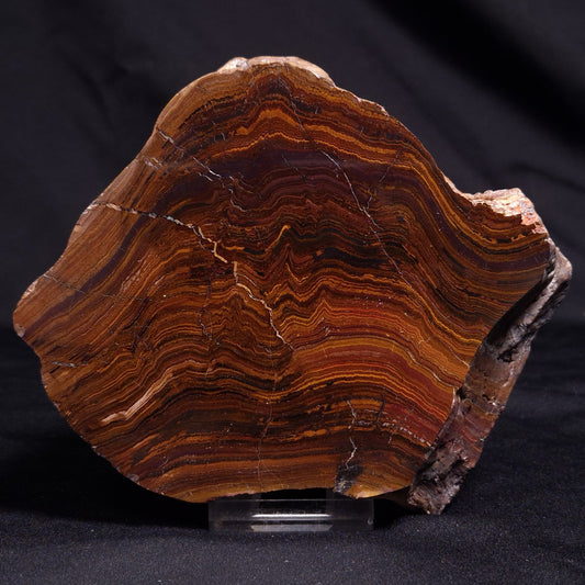 BANDED TIGER IRON MICROBIALITE, Archean, Australia ZBI061
