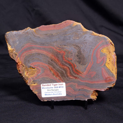 BANDED TIGER IRON MICROBIALITE, Archean, Australia ZBI064