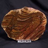 BANDED TIGER IRON MICROBIALITE, Archean, Australia ZBI067