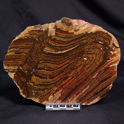 BANDED TIGER IRON MICROBIALITE, Archean, Australia ZBI067