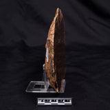 BANDED TIGER IRON MICROBIALITE, Archean, Australia ZBI067