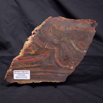 BANDED TIGER IRON MICROBIALITE, Archean, Australia ZBI069