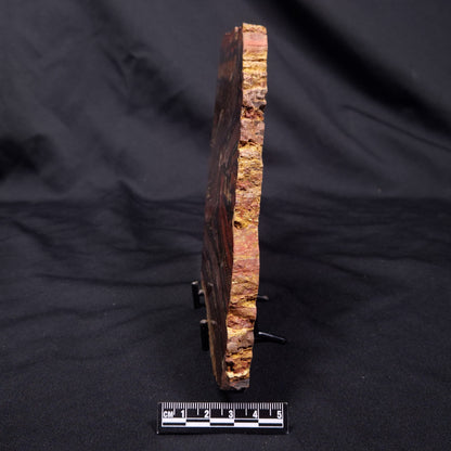 BANDED TIGER IRON MICROBIALITE, Archean, Australia ZBI069