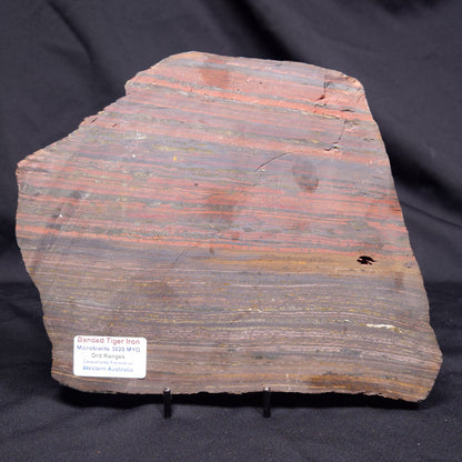 BANDED TIGER IRON MICROBIALITE, Archean, Australia ZBI075