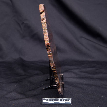 BANDED TIGER IRON MICROBIALITE, Archean, Australia ZBI076