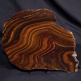 BANDED TIGER IRON MICROBIALITE, Archean, Australia ZBI080