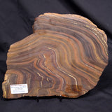 BANDED TIGER IRON MICROBIALITE, Archean, Australia ZBI080