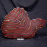BANDED TIGER IRON MICROBIALITE, Archean, Australia ZBI085