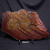 BANDED TIGER IRON MICROBIALITE, Archean, Australia ZBI087