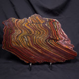 BANDED TIGER IRON MICROBIALITE, Archean, Australia ZBI087