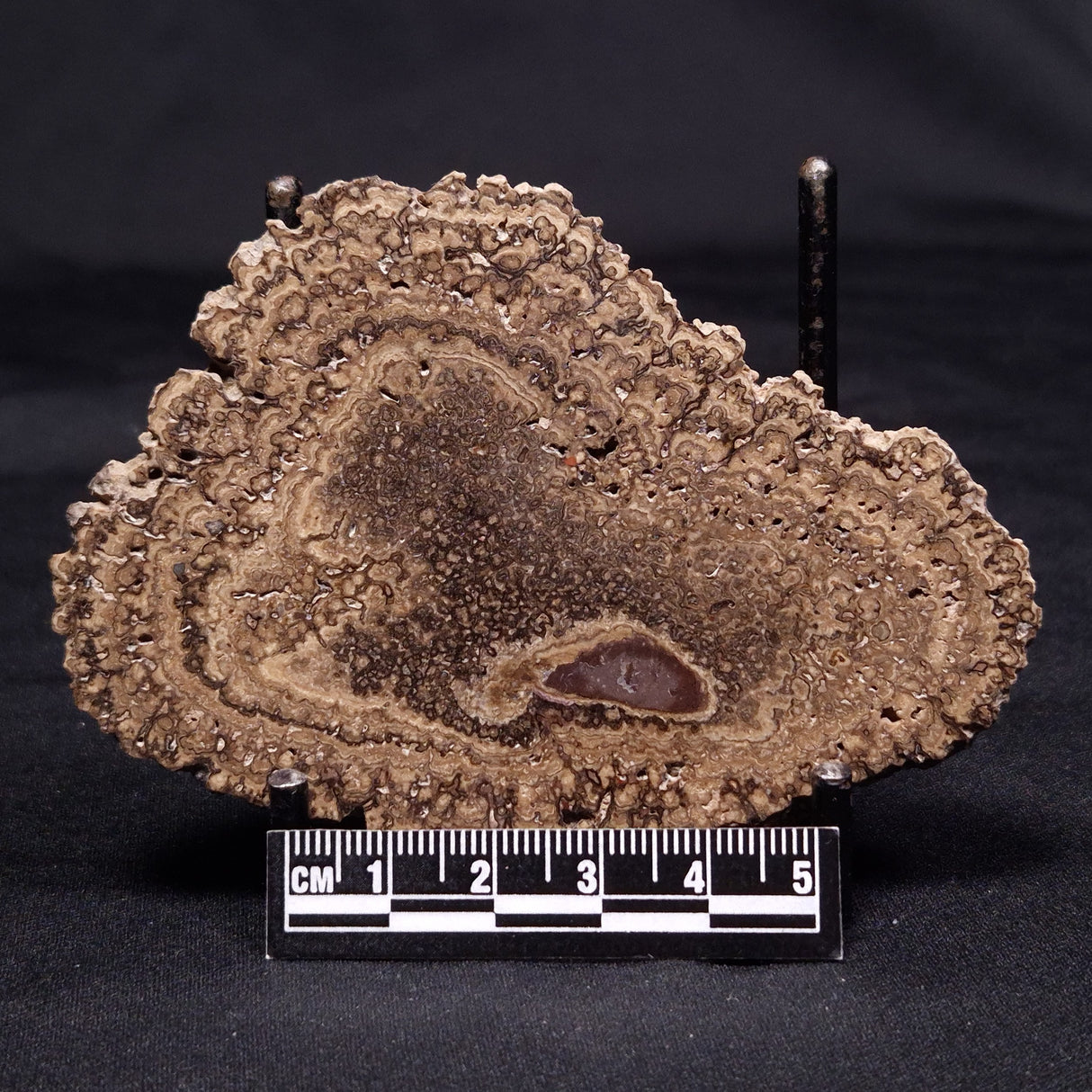 ONCOLITE, Upper Cretaceous, Mexico ZON001