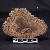 ONCOLITE, Upper Cretaceous, Mexico ZON001