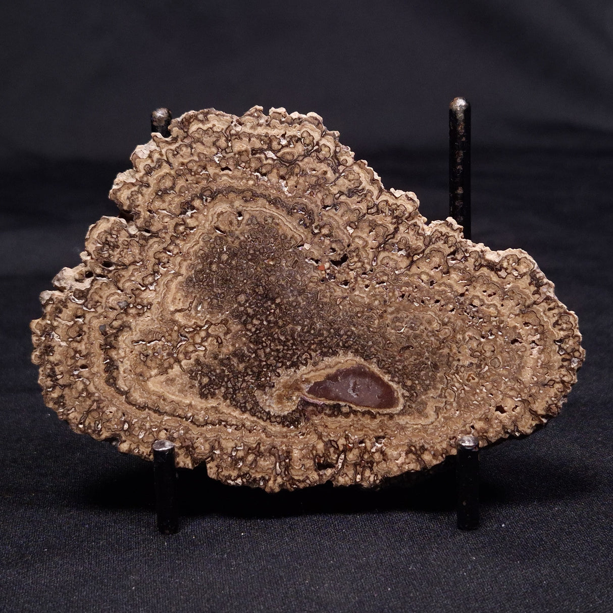 ONCOLITE, Upper Cretaceous, Mexico ZON001