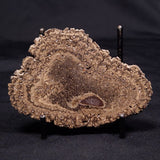 ONCOLITE, Upper Cretaceous, Mexico ZON001