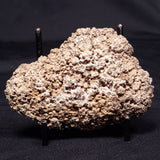 ONCOLITE, Upper Cretaceous, Mexico ZON001