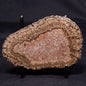 ONCOLITE, Upper Cretaceous, Mexico ZON002