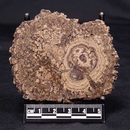 ONCOLITE, Upper Cretaceous, Mexico ZON003