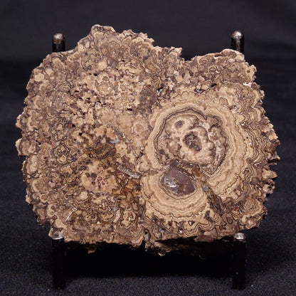 ONCOLITE, Upper Cretaceous, Mexico ZON003