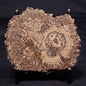 ONCOLITE, Upper Cretaceous, Mexico ZON003