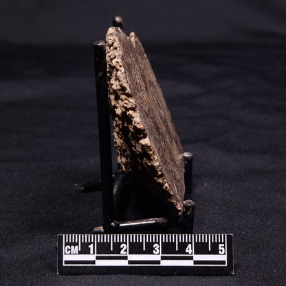 ONCOLITE, Upper Cretaceous, Mexico ZON003