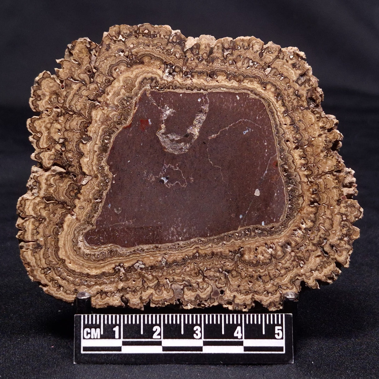 ONCOLITE, Upper Cretaceous, Mexico ZON004