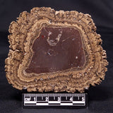 ONCOLITE, Upper Cretaceous, Mexico ZON004