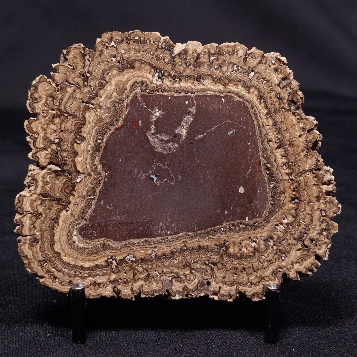 ONCOLITE, Upper Cretaceous, Mexico ZON004