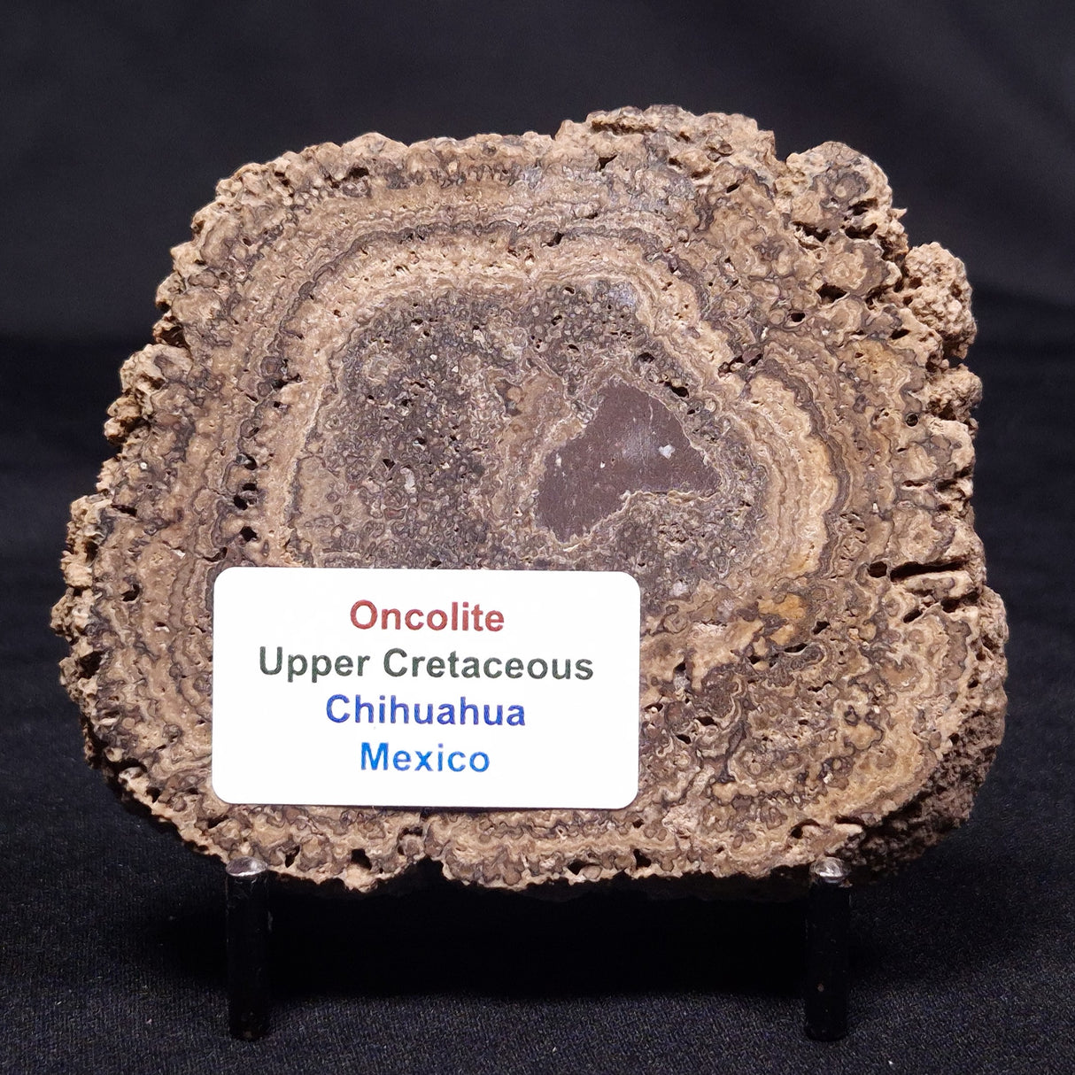 ONCOLITE, Upper Cretaceous, Mexico ZON004