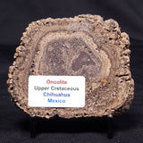 ONCOLITE, Upper Cretaceous, Mexico ZON004