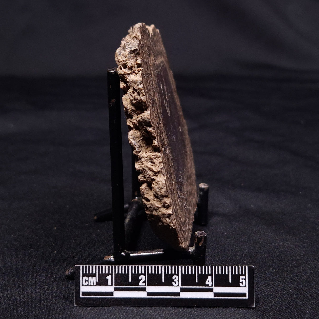 ONCOLITE, Upper Cretaceous, Mexico ZON004