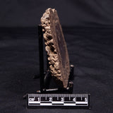 ONCOLITE, Upper Cretaceous, Mexico ZON004