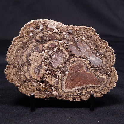 ONCOLITE, Upper Cretaceous, Mexico ZON005