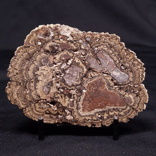 ONCOLITE, Upper Cretaceous, Mexico ZON005