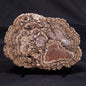 ONCOLITE, Upper Cretaceous, Mexico ZON005