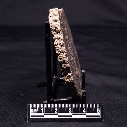 ONCOLITE, Upper Cretaceous, Mexico ZON005