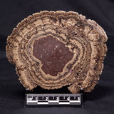 ONCOLITE, Upper Cretaceous, Mexico ZON006