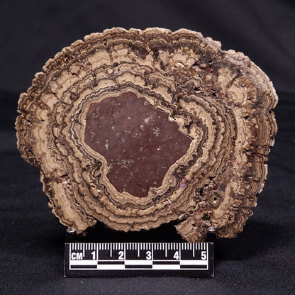 ONCOLITE, Upper Cretaceous, Mexico ZON006
