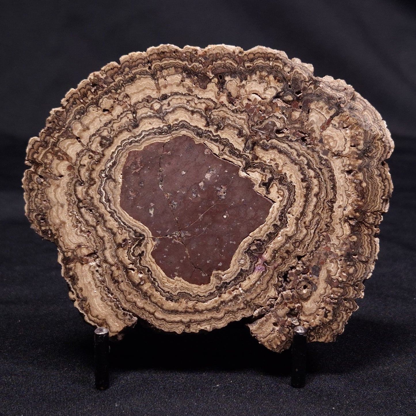 ONCOLITE, Upper Cretaceous, Mexico ZON006