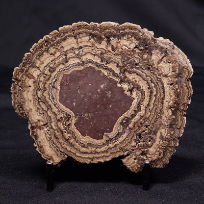 ONCOLITE, Upper Cretaceous, Mexico ZON006