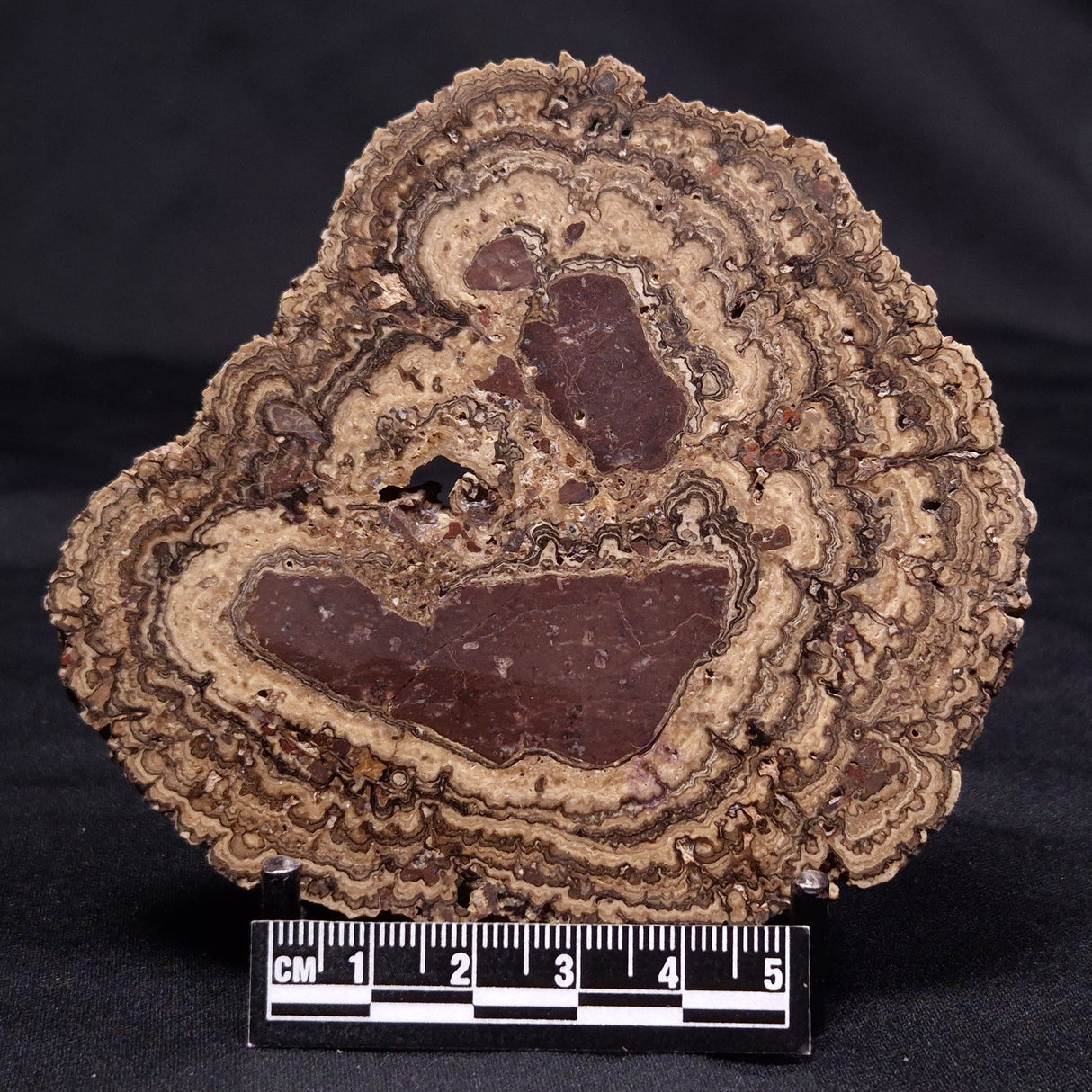 ONCOLITE, Upper Cretaceous, Mexico ZON007