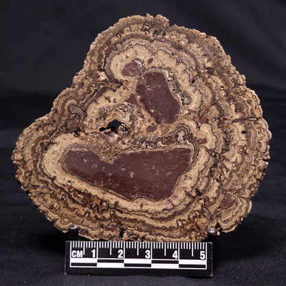 ONCOLITE, Upper Cretaceous, Mexico ZON007