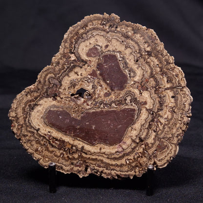 ONCOLITE, Upper Cretaceous, Mexico ZON007