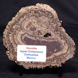 ONCOLITE, Upper Cretaceous, Mexico ZON007