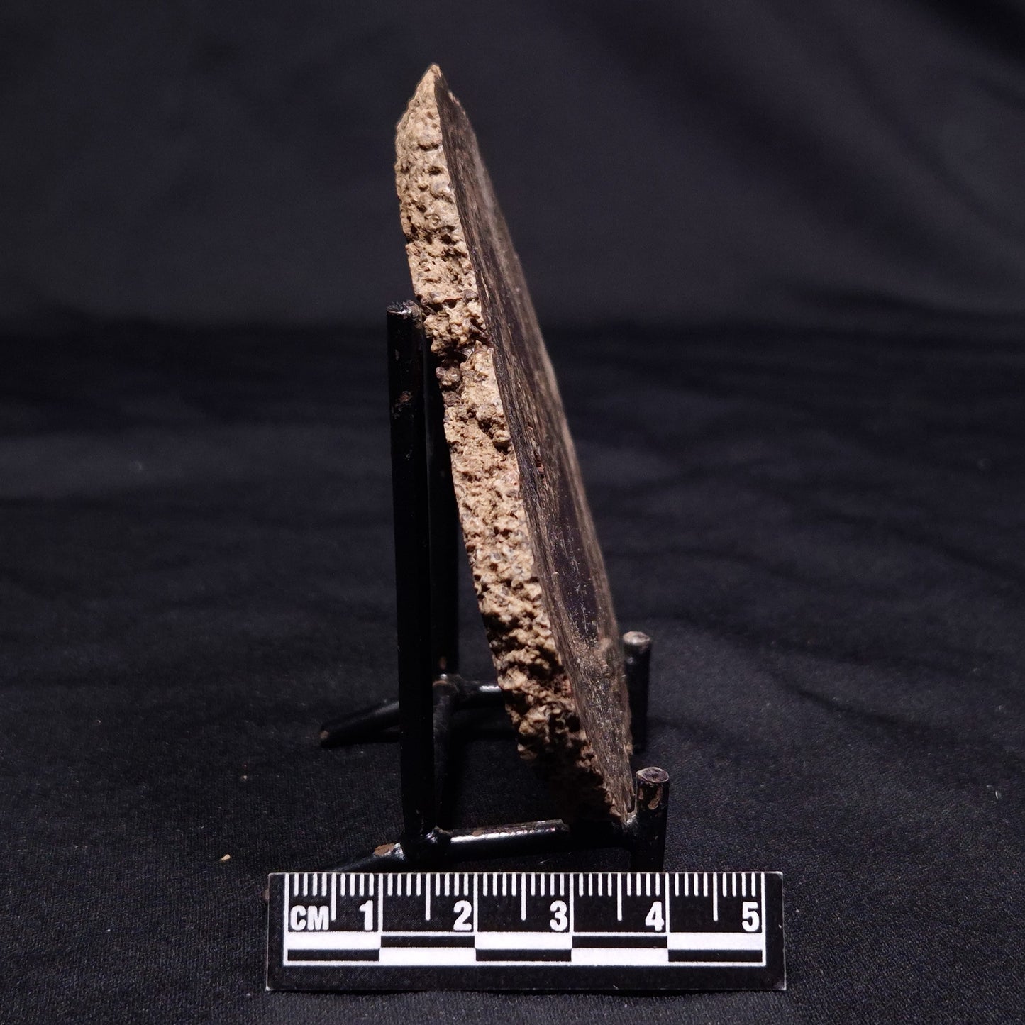 ONCOLITE, Upper Cretaceous, Mexico ZON007