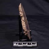 ONCOLITE, Upper Cretaceous, Mexico ZON007